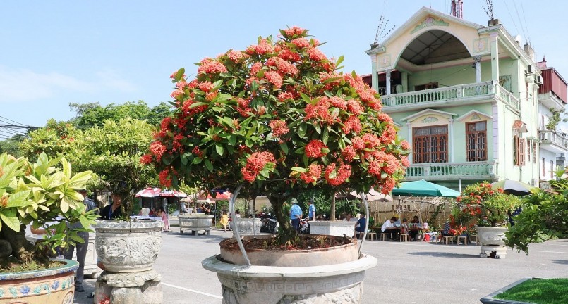 Có những bonsai mẫu đơn cổ thụ dáng đẹp trị giá hàng trăm triệu đồng.