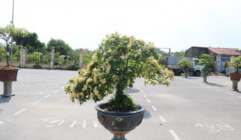 Có những bonsai mẫu đơn cổ thụ dáng đẹp trị giá hàng trăm triệu đồng.