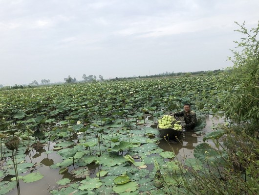 Chỉ trồng sen bán bông, nhà nông thu nhập trăm triệu mỗi năm