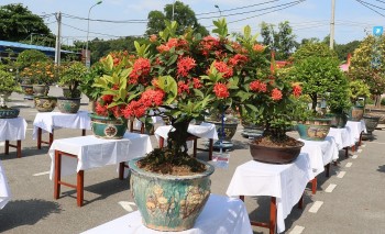 Tạo dáng bonsai cho loài hoa biểu tượng của hôn nhân, bất ngờ với những siêu phẩm trăm triệu