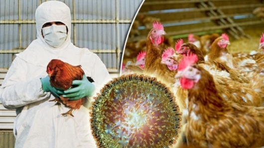 Dịch cúm gia cầm khủng khiếp đến nỗi Nhật Bản không còn đất để chôn gà