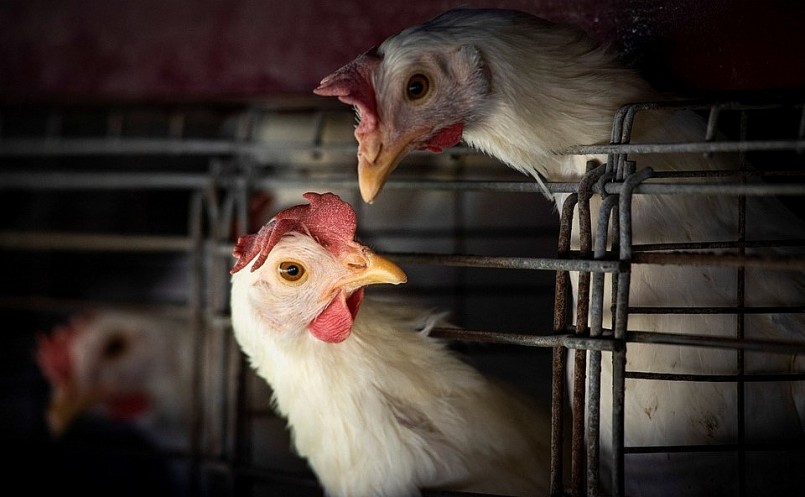 Dịch cúm đang làm sôi sục nguồn cung cấp thịt và trứng toàn cầu vào thời điểm lo ngại lạm phát gia tăng.