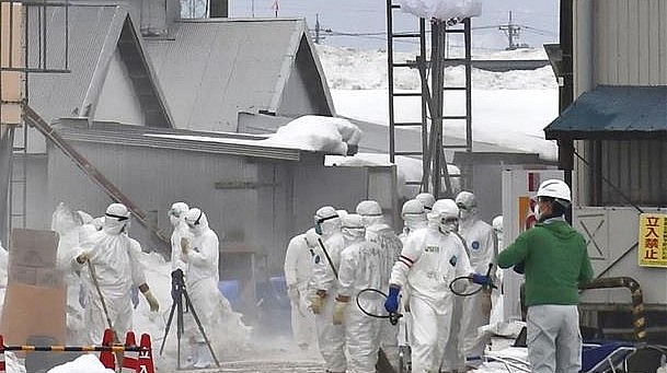 Nhân viên kiểm dịch khử trùng một trang trại ở Oyabe, tỉnh Toyama, Nhật Bản, sau khi phát hiện ổ dịch cúm gia cầm. (Ảnh minh họa).