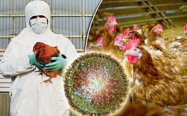 Dịch cúm gia cầm tồi tệ nhất từ trước tới nay tại Nhật Bản khiến hàng chục triệu con gia cầm bị tiêu hủy.