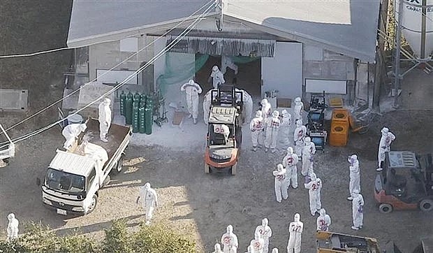 Công nhân tiêu hủy gia cầm bị nhiễm cúm ở Kobayashi, tỉnh Miyazaki, miền Tây Nam Nhật Bản. (Ảnh minh họa).