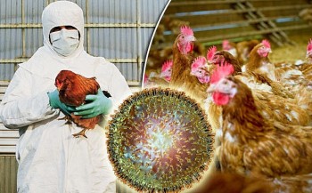 Dịch cúm gia cầm khủng khiếp đến nỗi Nhật Bản không còn đất để chôn gà
