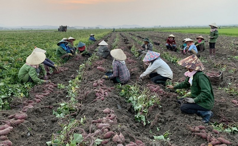 Việt Nam có khoảng 100.000ha trồng khoai lang, tổng sản lượng đạt 1,2 - 1,3 triệu tấn. 