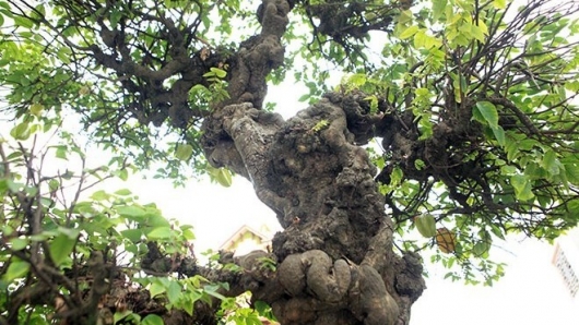 Thế giới của khế bonsai sức sáng tạo không giới hạn hội tụ trong những siêu phẩm tiền tỷ