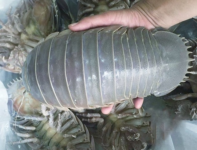 Có những con bọ biển nặng tới gần 2 kg. Ảnh: Nguyễn Tây