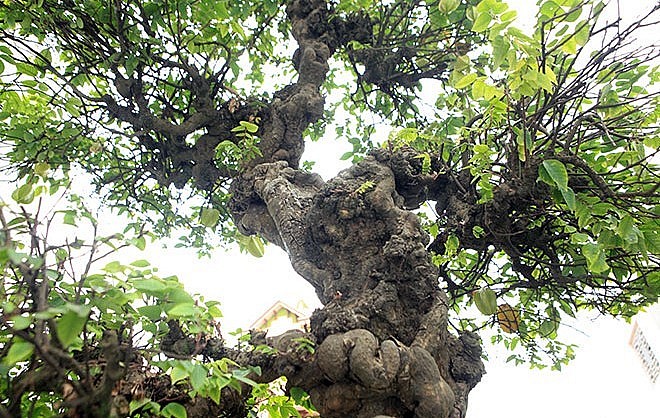 Khế bonsai được giới chơi cây cảnh ưa chuộng vì có thể tạo nên những dáng thế độc đáo. 