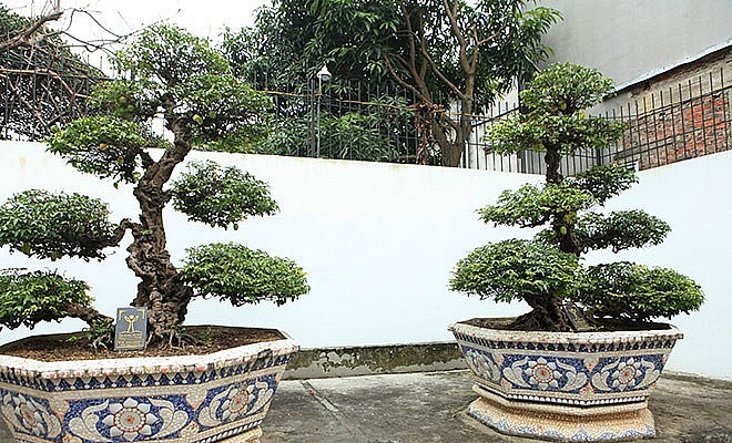 Cặp khế cổ “vợ chồng” trong sân vườn nhà anh Toàn có tuổi đời trên 400 năm. 