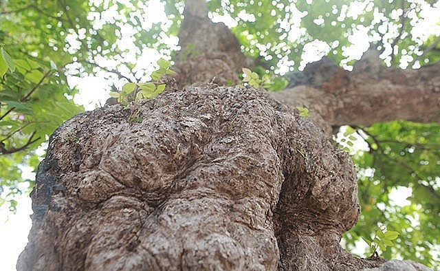 Thân cây khế bonsai cổ thụ nổi các u cục hầm hố.