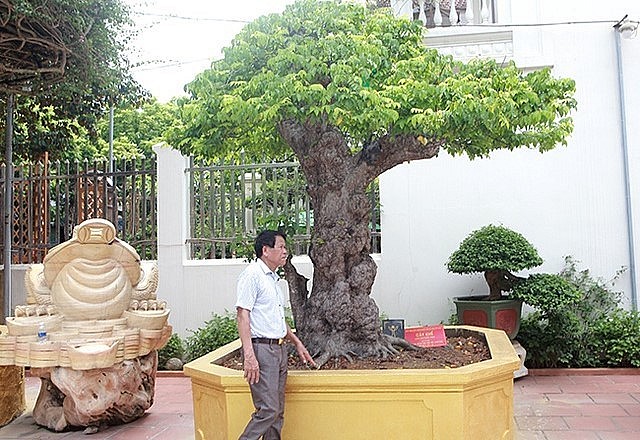 Cây khế bonsai cổ thụ có thân mốc xù xì, u nổi.