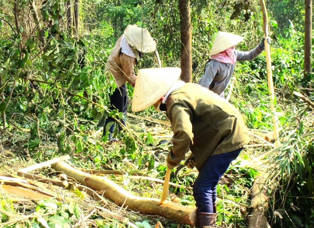 Giá gỗ rừng trồng tuột dốc, nông dân Bình Định tiếc nuối vì “mất cả chì lẫn chài”