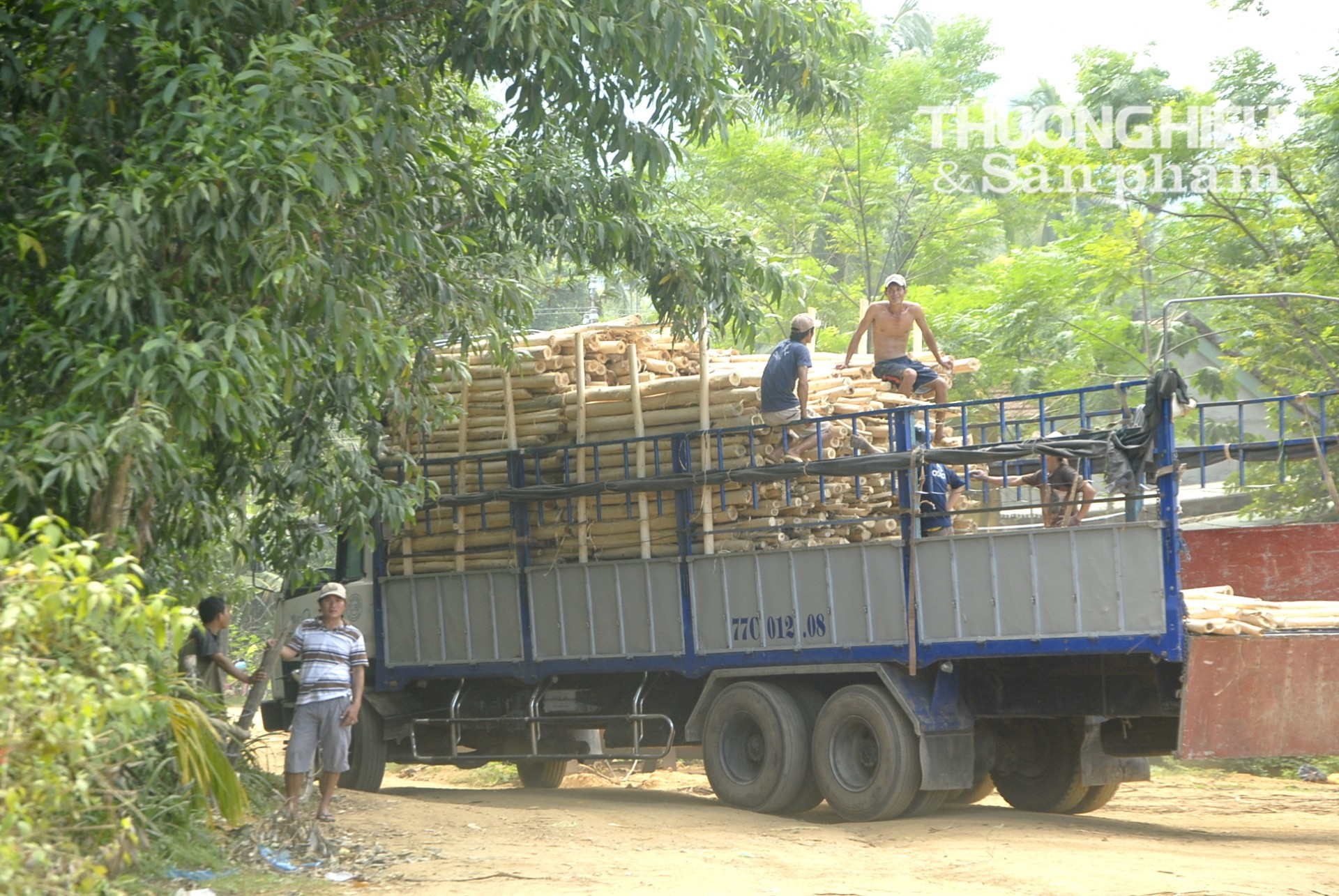 Giá gỗ rừng trồng tuột dốc, nông dân Bình Định tiếc nuối vì “mất cả chì lẫn chài”