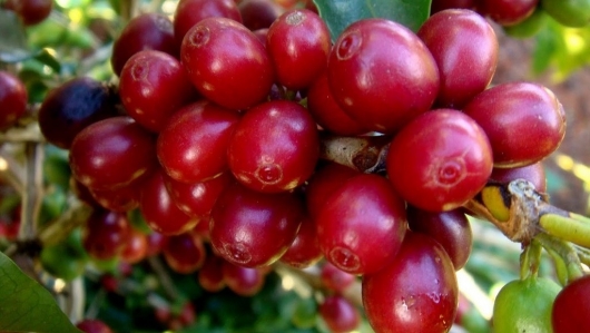 Giá nông sản hôm nay 7/4: Cà phê bất ngờ giảm rời mốc 50.000 đồng, hồ tiêu lặng sóng chờ bứt phá