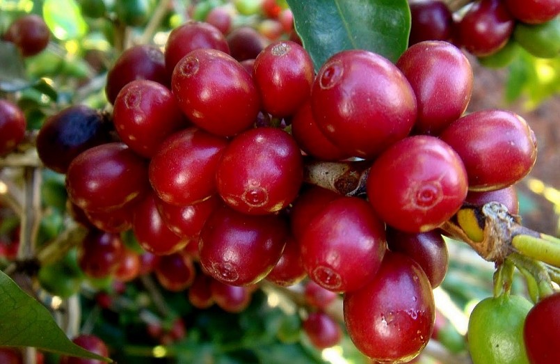 Giá nông sản hôm nay 7/4, cà phê trong nước bất ngờ quay đầu giảm 400 đồng/kg.