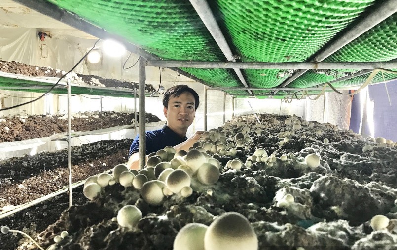 Anh Đào Huy Tùng đã có trại nấm cho hiệu quả kinh tế cao. 
