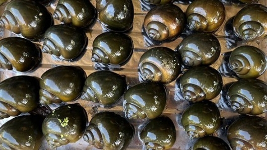 Xây bể nuôi ốc 'vàng đen' thả thêm loài đặc sản bán cao chót vót bỏ túi trăm triệu mỗi vụ