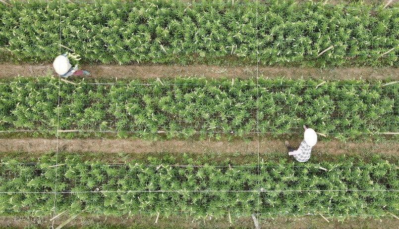 Những ngày đầu tháng 4, các hộ dân làm nghề trồng hoa ở xã Hạ Mỗ (huyện Hoài Đức, Hà Nội) bắt đầu thu hoạch hoa loa kèn. 