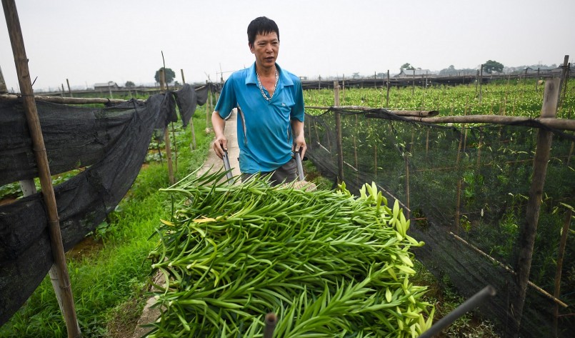 Anh Tùng (làng Hạ Mỗ, huyện Đan Phượng) cho biết, gia đình anh có 5 sào hoa loa kèn, hiện trung bình mỗi ngày thu hoạch khoảng 2.000-3.000 bông. 