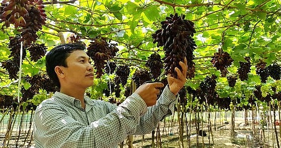 Ông Trí, nông dân đầu tiên ở Ninh Thuận trồng thành công giống nho ngón tay đen không hạt NH04-102.