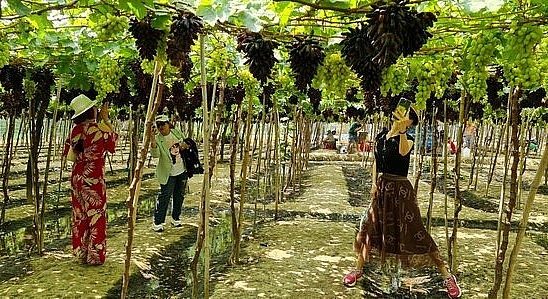 Vườn nho ngón tay đen không hạt NH04-102 đầu tiên tại Ninh Thuận đang mùa cho trái chín.