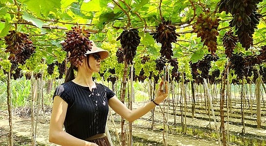 Du khách Nguyễn Thị Phương, đến từ TP.Nha Trang bày tỏ ngạc nhiên khi Ninh Thuận trồng được giống nho ngón tay (móng tay) không hạt, trái to chùm to, màu sắc đẹp như nhập từ nước ngoài.