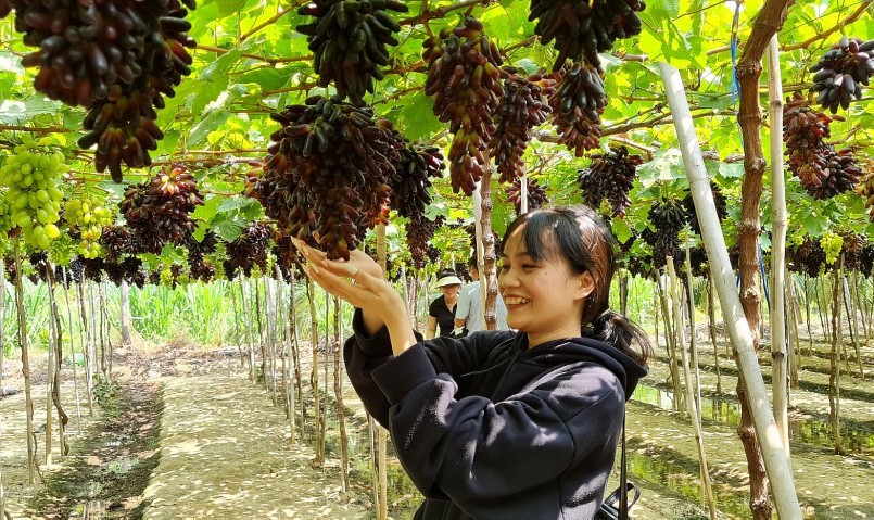 Nho không chỉ là đặc sản cây trái nổi tiếng của tỉnh Ninh Thuận mà còn là sản phẩm du lịch đặc trưng của vùng đất này.