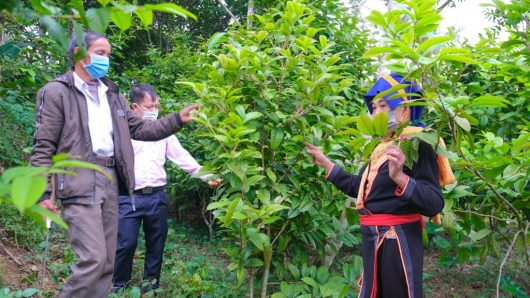 Quảng Ninh: Phát triển kinh tế rừng gắn với xây dựng nông thôn mới