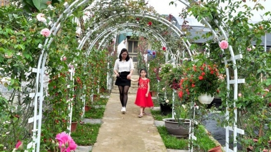 Vườn hồng cổ 6.000m2 ở 'miền gái đẹp' Tuyên Quang có gì cuốn hút mà khách nườm nượp ghé thăm?