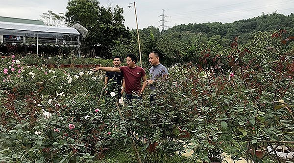 Anh Nguyễn Văn Đồng (giữa) đang giới thiệu các loại hoa hồng cổ cho khách tham quan, mua hoa. 