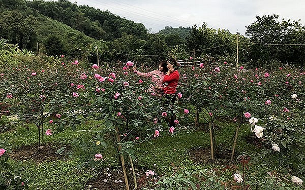 Khách thích thú khi đến thăm quan, chụp ảnh với vườn hoa hồng cổ của gia đình anh Đồng.