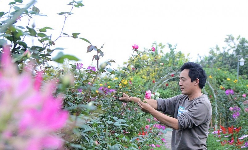 Khu vườn rộng 6.000m2 với hơn 3.000 gốc hồng cổ. Ngoài hoa hồng, anh Đồng còn trồng nhiều loại hoa khác như cúc hoạ mi, túy điệp, dã quỳ, hoa giấy…