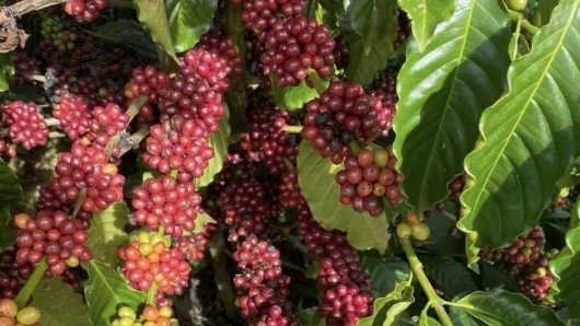 Giá nông sản hôm nay 9/4:  Cà phê rung lắc tăng thêm 1.000 đồng/kg, hồ tiêu chưa khởi sắc như kỳ vọng