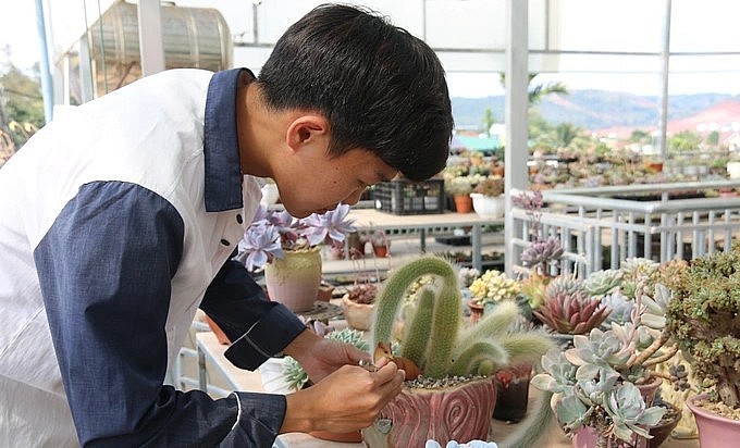 Nguyễn Hoàng Luân cho biết, anh không hối hận khi từ bỏ đại học để về trồng sen đá.