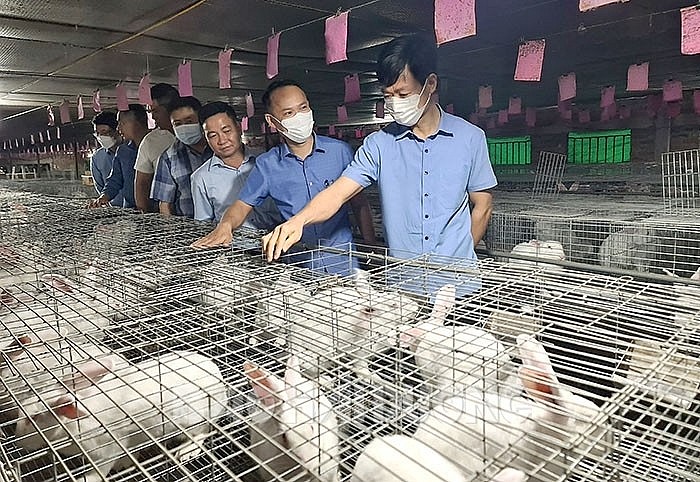 Mô hình chăn nuôi thỏ của gia đình ông Nguyễn Văn Cẩm ở Đại Sơn (Tứ Kỳ, Hải Dương) cho hiệu quả kinh tế cao