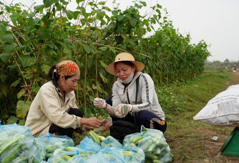 Loại quả dân dã lại là “tiên dược” ngừa ung thư, nông dân Hà Nam trồng thu tiền tỷ