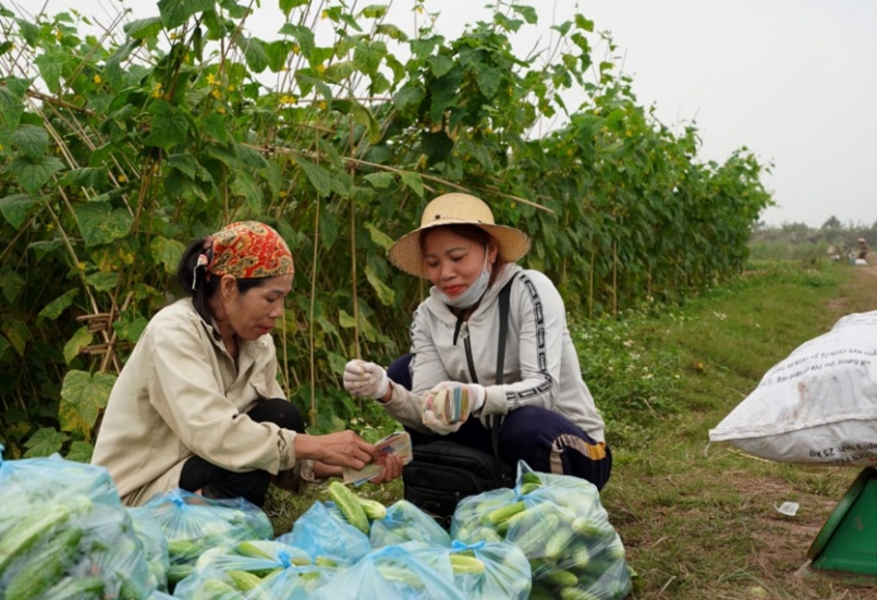 Loại quả dân dã lạ là “tiên dược” ngừa ung thư, nông dân Hà Nam trồng thu tiền tỷ