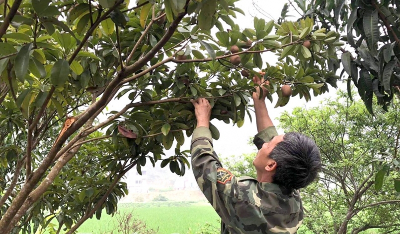 Cây hồng xiêm xoài được bà con nông dân trồng thử nghiệm tại xã Yên Nguyên (Chiêm Hóa)