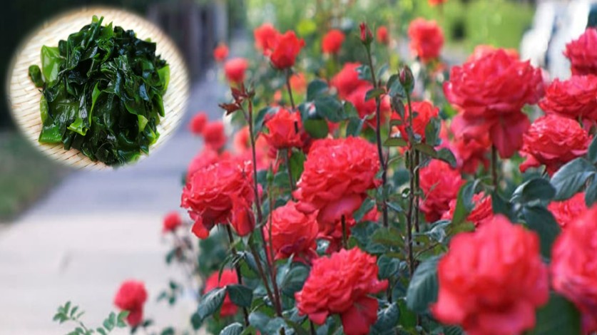 Trồng hoa hồng phát triển chậm, tưới 8 loại nước “thần thánh” này chồi nụ bật ầm ầm, hoa nở rực rỡ