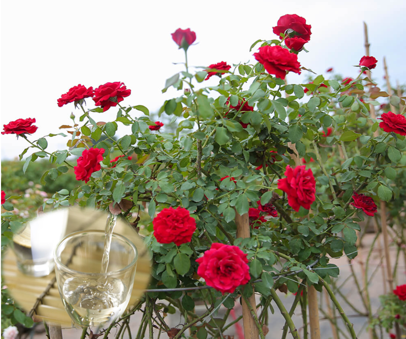 Trồng hoa hồng phát triển chậm, tưới 8 loại nước “thần thánh” này chồi nụ bật ầm ầm, hoa nở rực rỡ