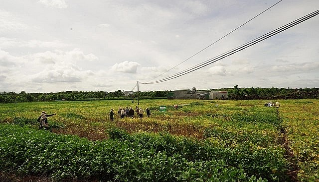 Vùng trồng đậu nành của Vinasoy ở huyện Cư Jút – tỉnh Đắk Nông.