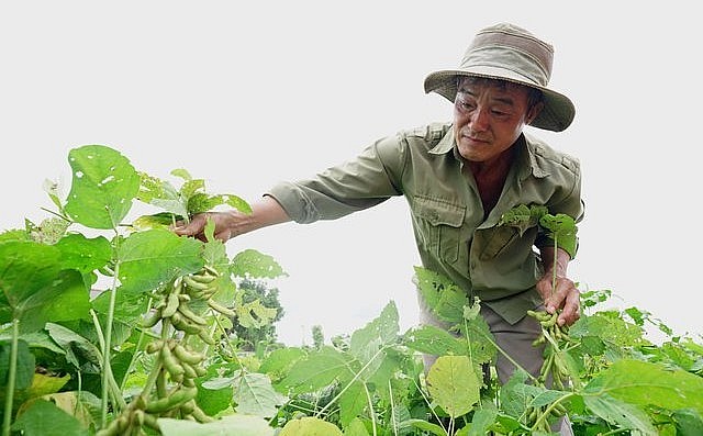 Năng suất đậu nành của nông dân ở huyện Cư Jut (Đăk Nông) đạt trên 3 tấn/ha cao gấp đôi mức bình quân cả nước.