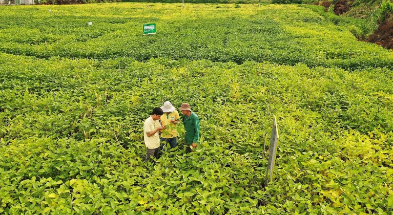 Huyện Cư Jút hiện là vùng trồng đậu nành lớn nhất của tỉnh Đắk Nông.