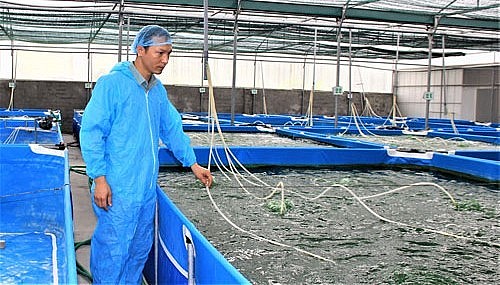 Mạnh tay đầu tư tiền tỷ cho trại nuôi tảo xoắn trong nhà kính.