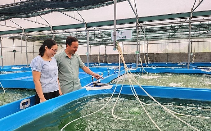 Vợ chồng cựu giáo viên thành công với mô hình nuôi tảo xoắn cho hiệu quả kinh tế cao.