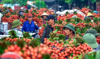 Lục Ngạn (Bắc Giang): Chuẩn bị tổ chức Chương trình du lịch “Lục Ngạn mùa vải chín”