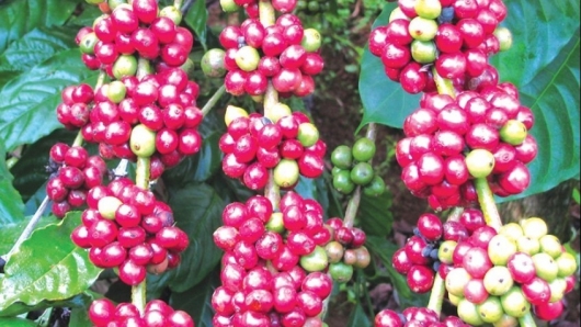 Giá nông sản hôm nay 11/4:  Cà phê đồng loạt giảm trên sàn kỳ hạn, hồ tiêu chưa bứt khỏi mốc 65.500 đồng/kg