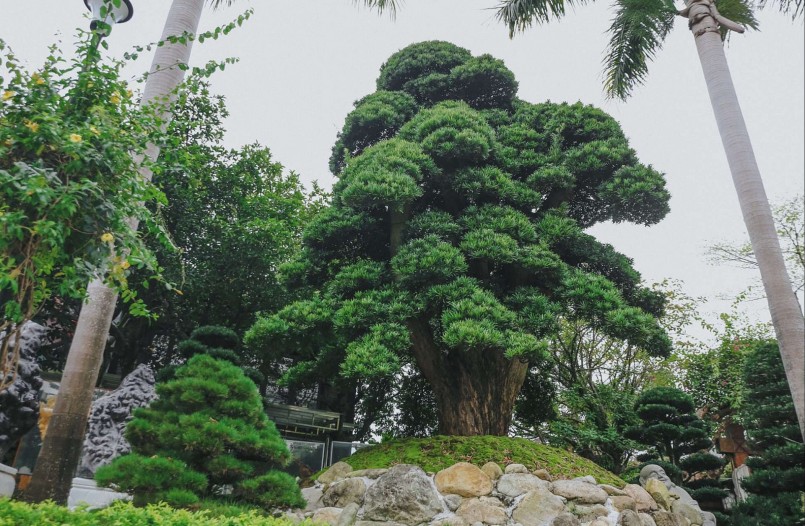 Các cây trong biệt thự Sen đều là cây quý hiếm, giá trị cao, không chỉ có nguồn gốc Việt Nam mà còn được mua từ Nhật Bản. Trong ảnh là cây Thái Thượng Hoàng tuổi đời 700 năm, đường kính hơn 1m, chiều cao 6,8m.